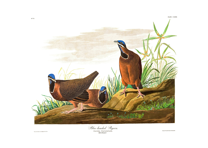 The Birds of America - Blue-headed Pigeon