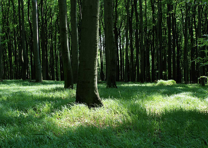 Forest idyll