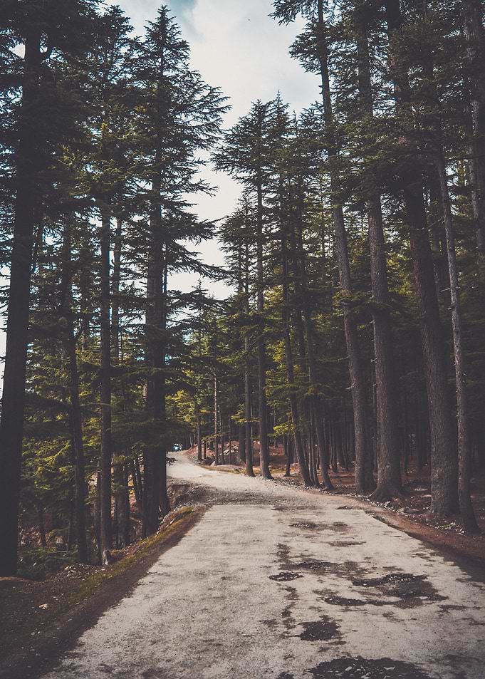 Forest Road