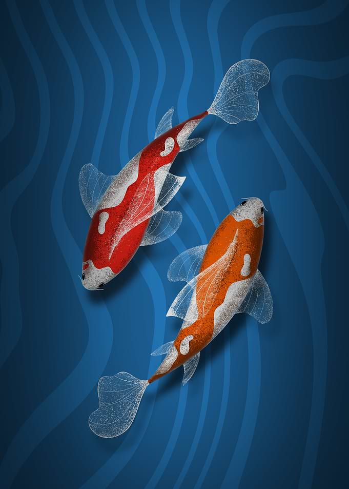Two Koi Fish in Blue Water