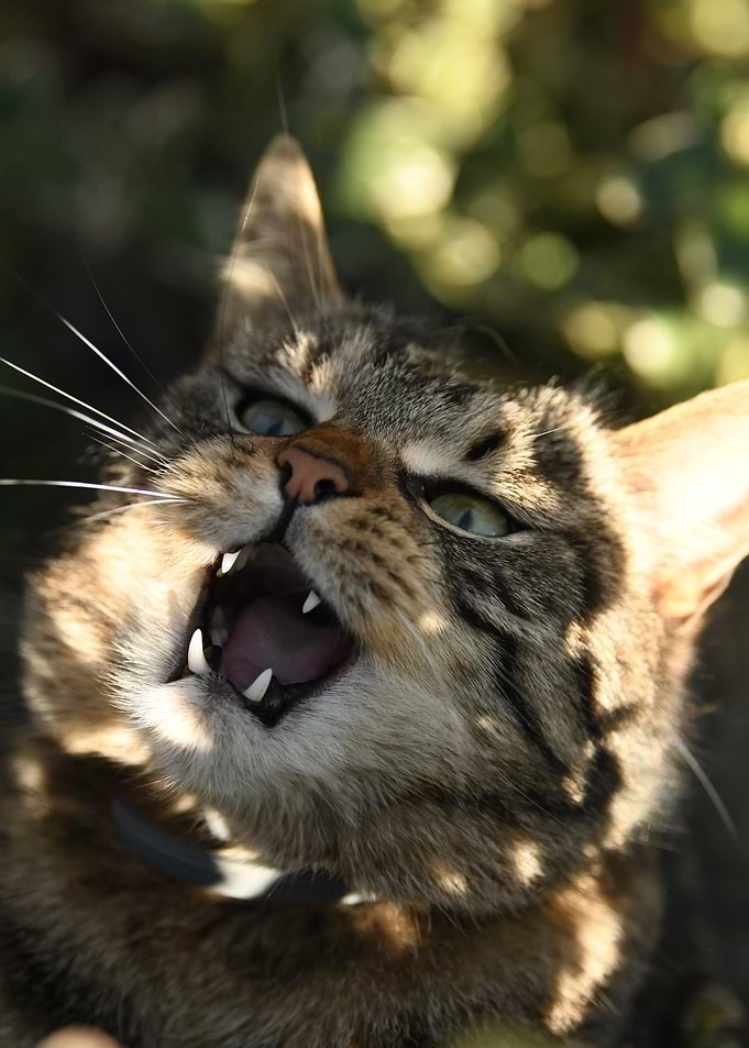 Yawning Tabby Cat Portrait