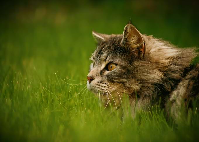Cat in Green Grass