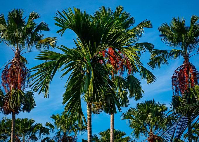 Palm Trees Against a Blue Sky