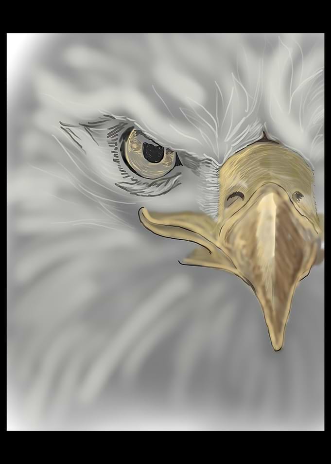 'White Fire Eagle' Jamie's Hand-Drawn Eagle Collection