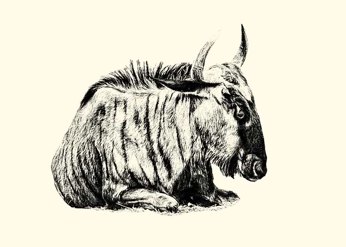 Resting Wildebeest Sketch