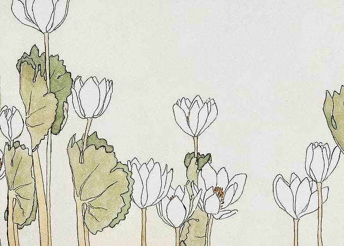 White Flowers and Green Leaves Illustration
