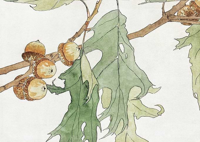 Oak Branch with Acorns Watercolor Painting