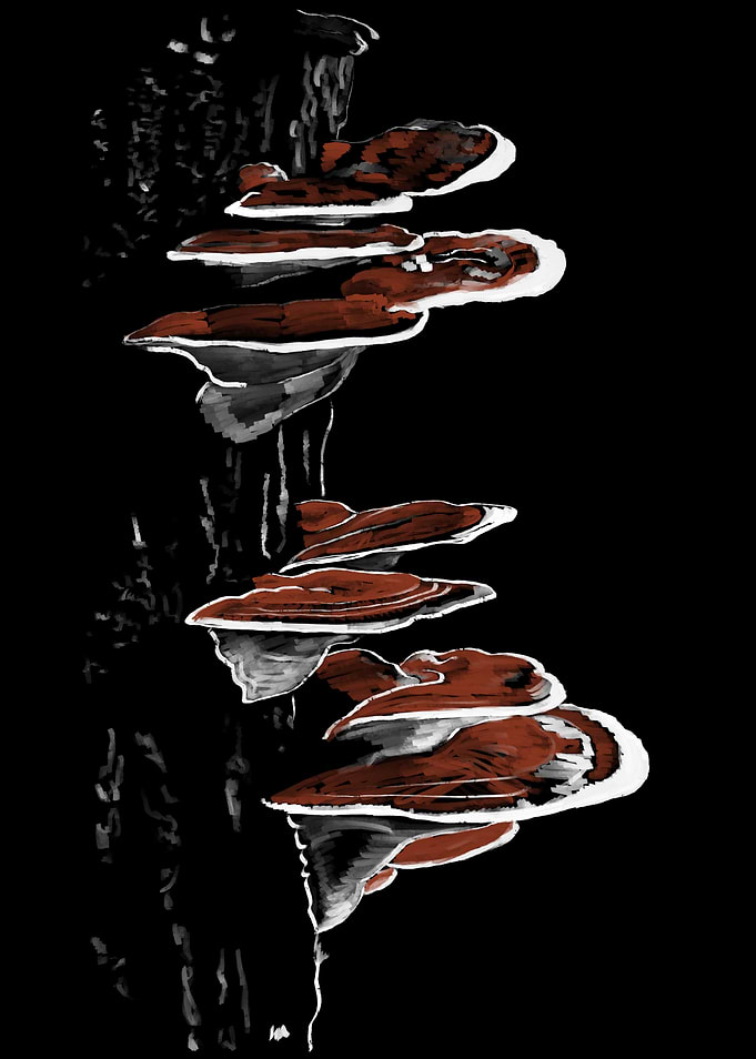 'Reishi Mushrooms' Jamie's Hand-Drawn Mushroom Collection