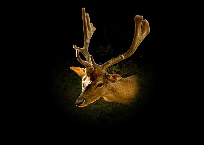 Fallow Deer Portrait on Black Background