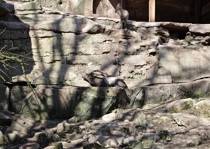 Markhor goats on rocky terrain