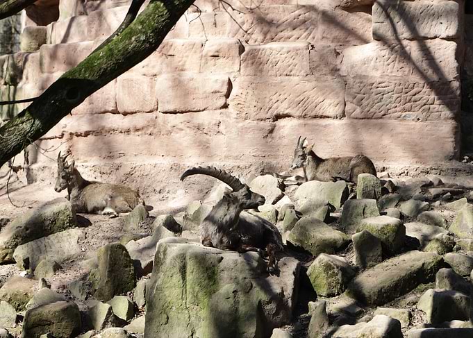 Alpine Ibex Resting on Rocks