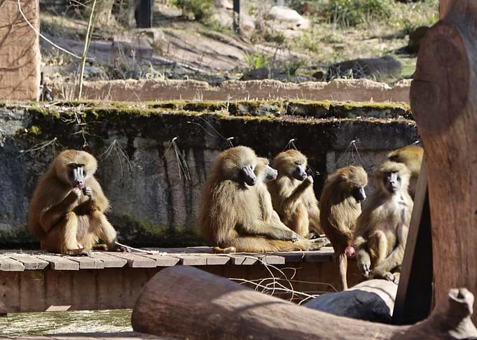 Baboon troop resting on wooden platform
