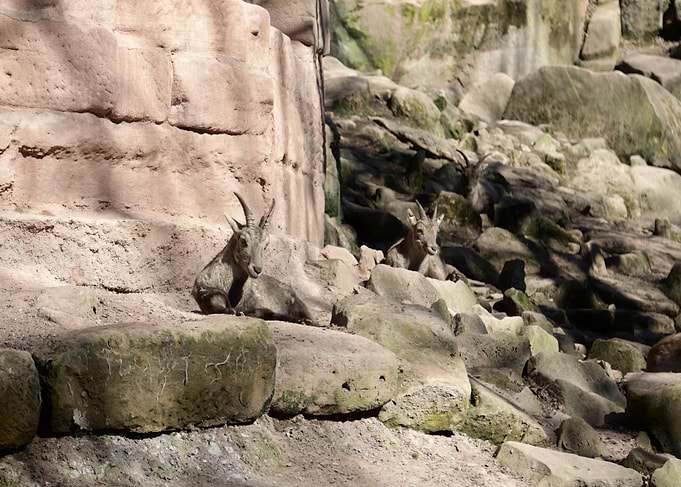 Two Ibex Resting on Rocks