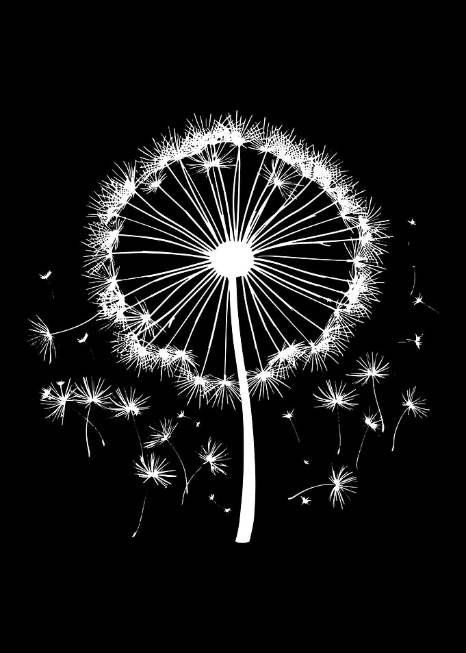 Dandelion Silhouette on Black Background
