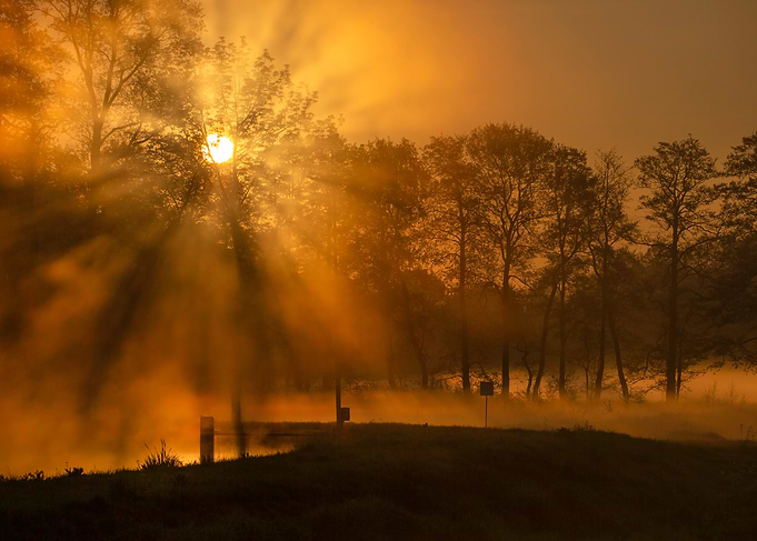 Golden Sunrise Through Trees and Mist