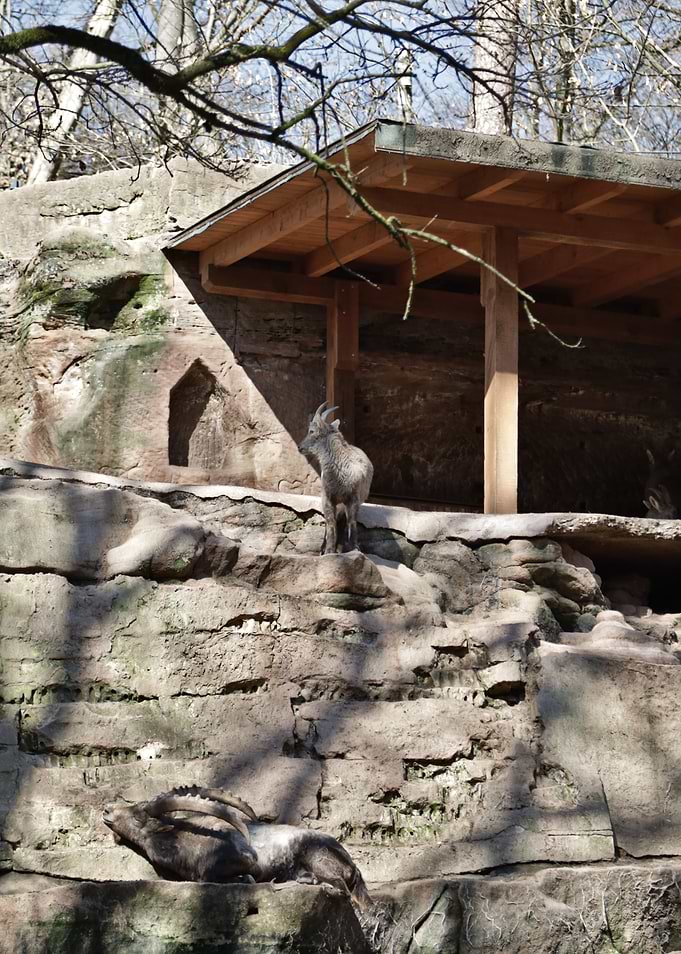 Mountain Goats on Rocky Terrain