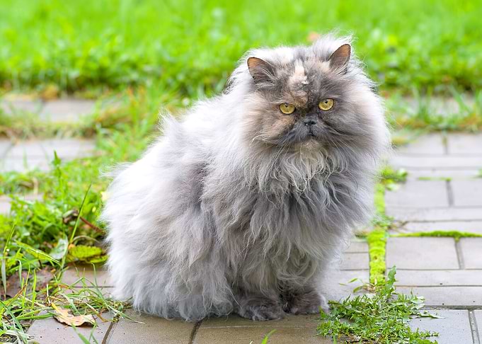 Fluffy Gray Persian Cat Portrait Outdoors