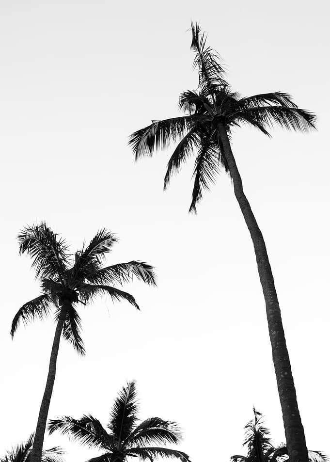 Black and White Palm Trees