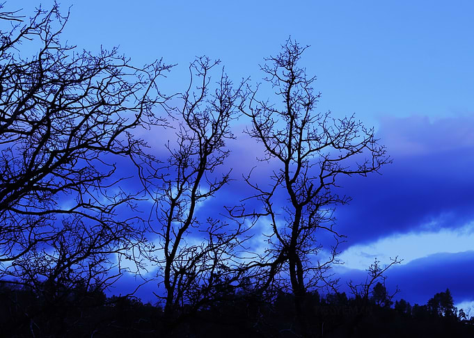 Silhouette of Trees Against a Blue Sky
