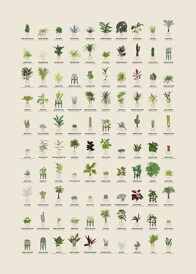 Houseplants Ultimate Guide