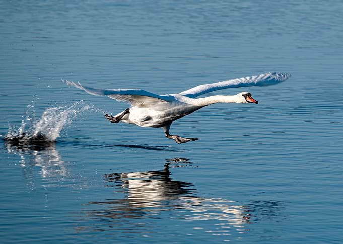 Swan taking flight over water