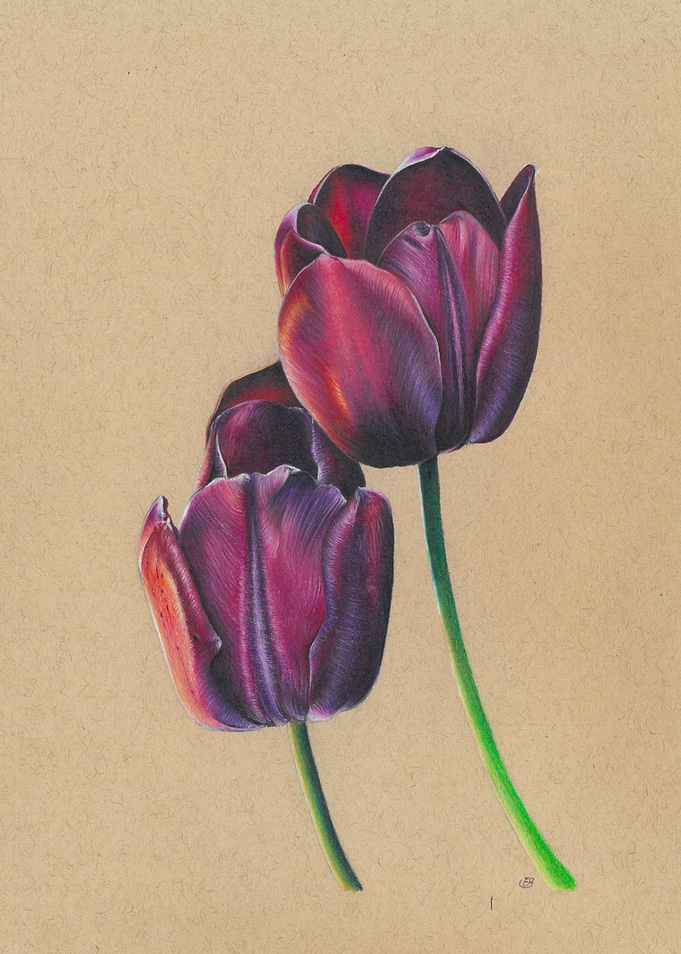 Two Dark Purple Tulips Illustration