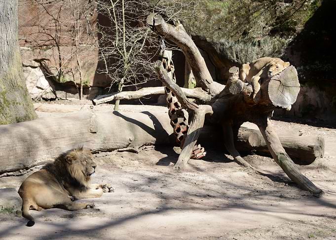 Lions Resting in a Zoo Enclosure