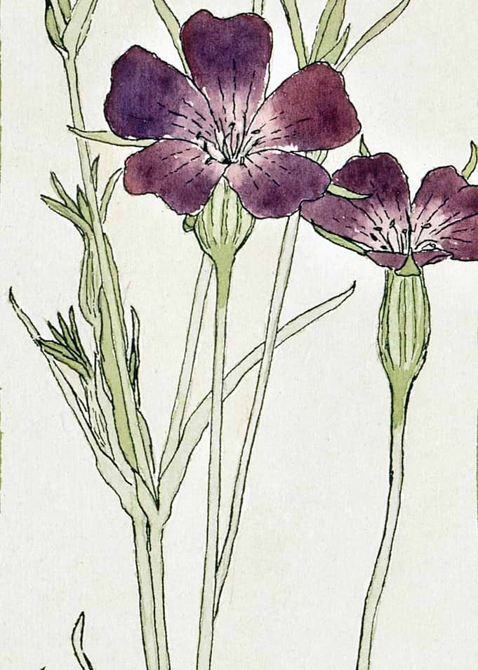 Purple Flowers Watercolor Illustration