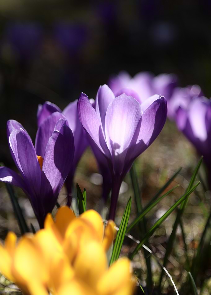Purple and Yellow Crocus Flowers