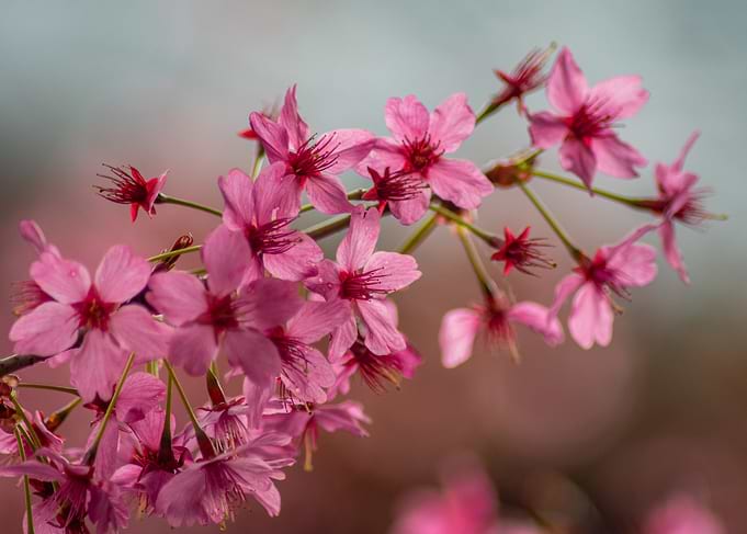 Pink Cherry Blossoms on Branch