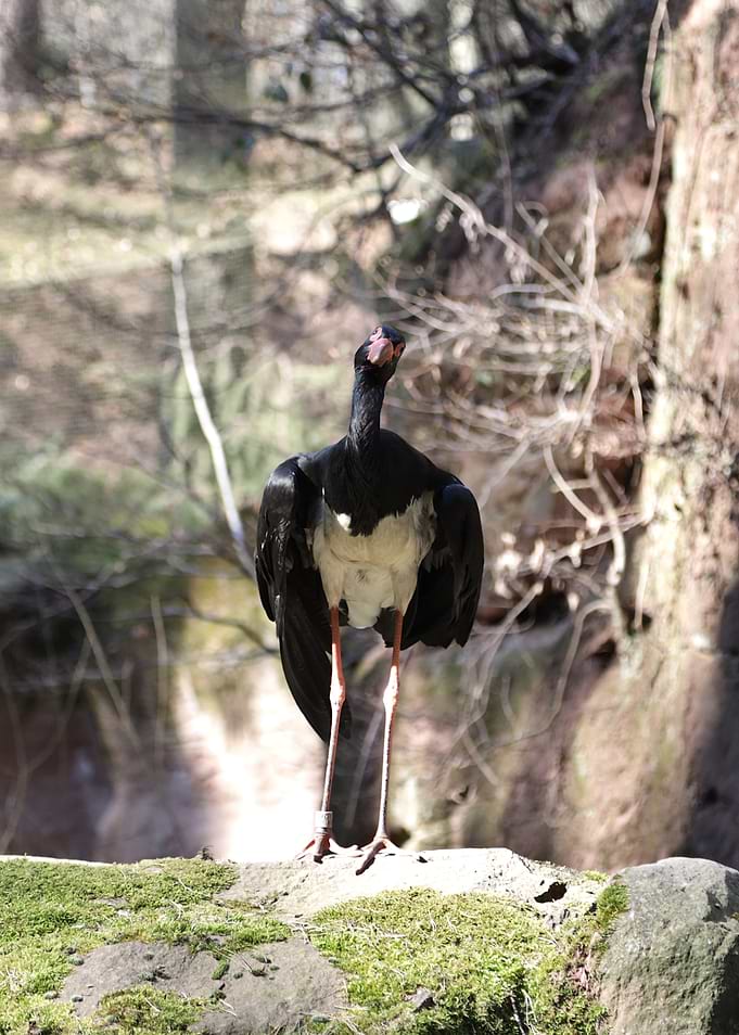 Maguari Stork Standing on Mossy Rock