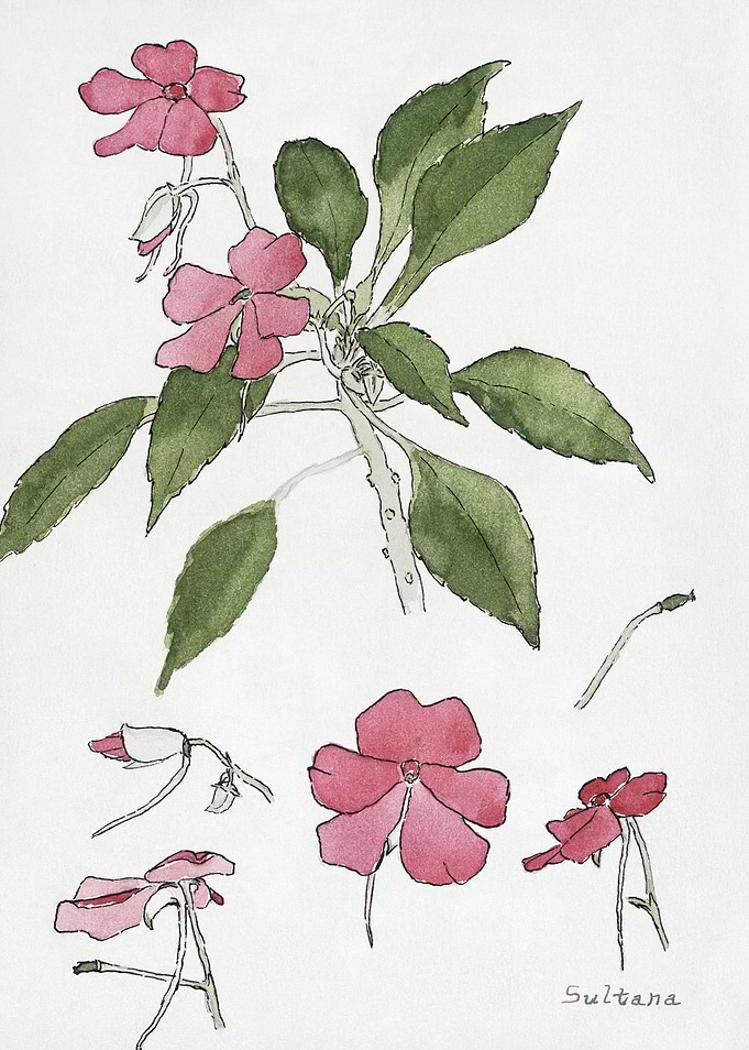 Watercolor Painting of Sultana Flowers