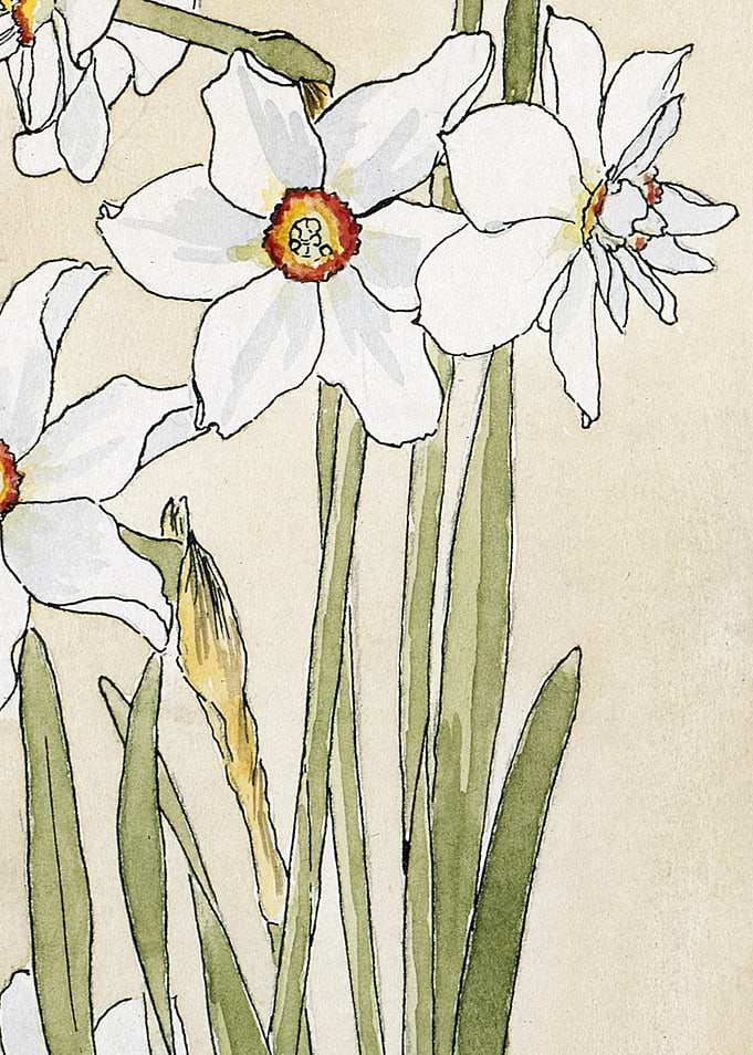 Watercolor Daffodils Floral Art