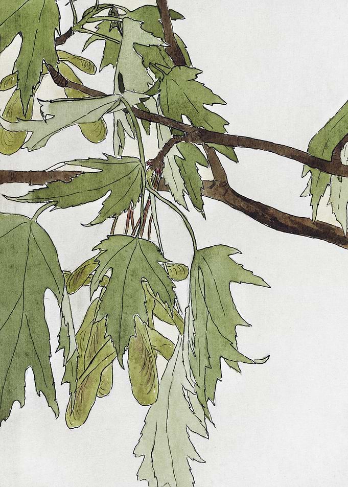Maple Branch Watercolor