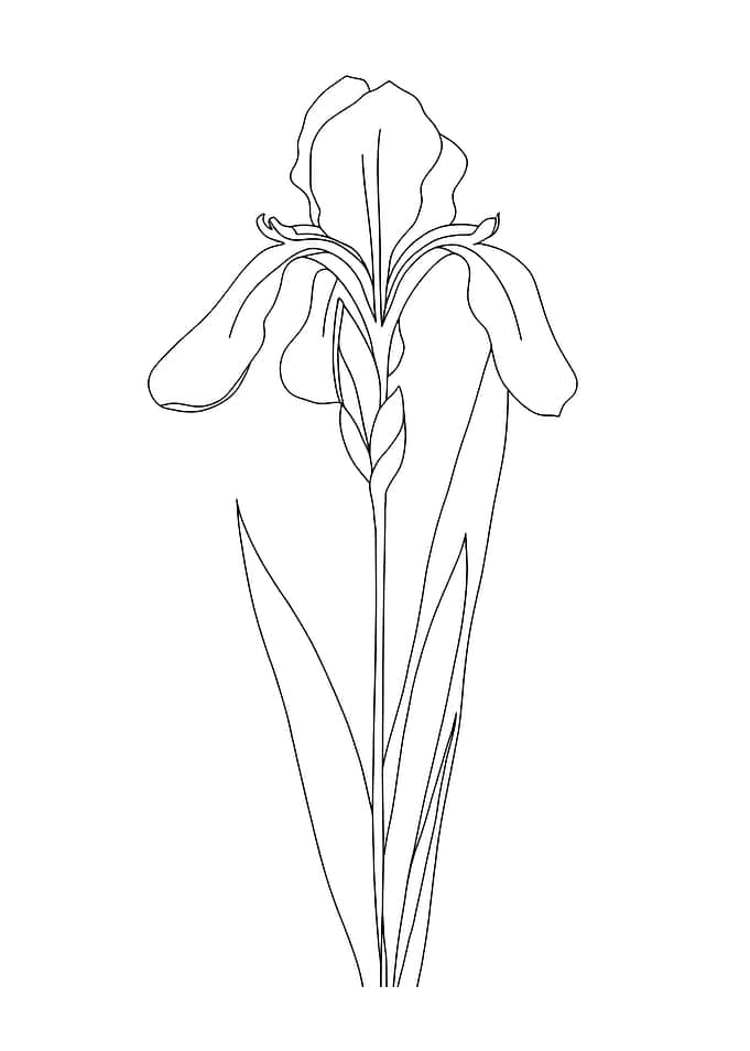Iris Flower Minimalist Line Art