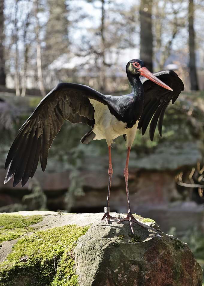 Black Stork on Mossy Rock