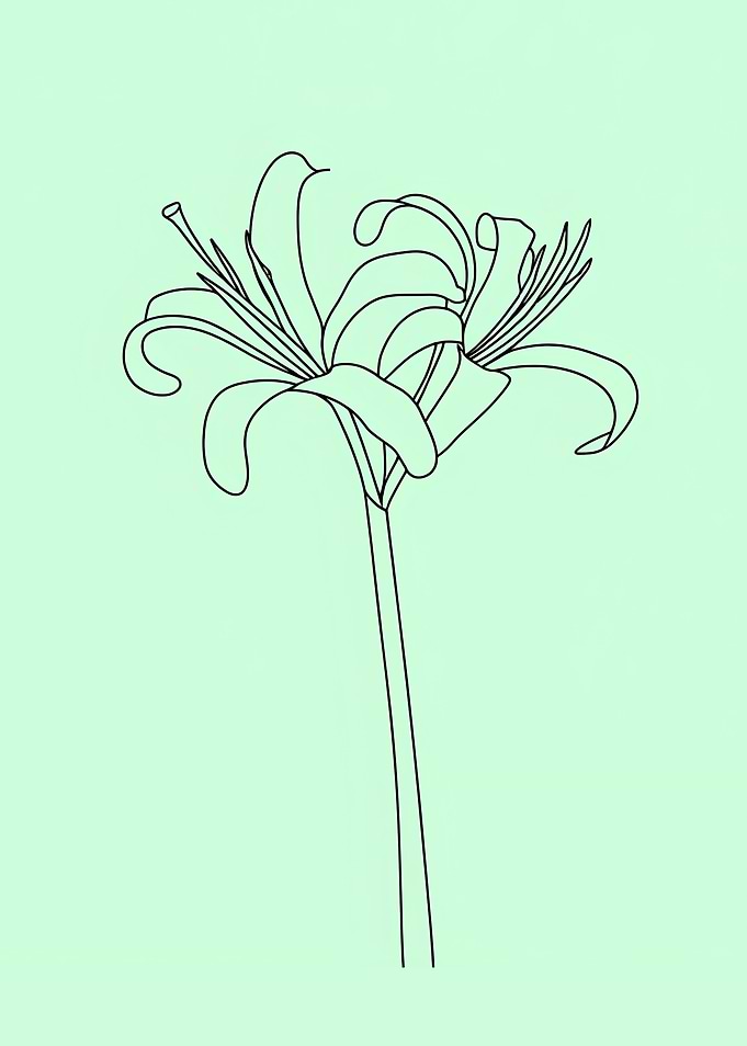 Spider Lily Minimalist Line Art