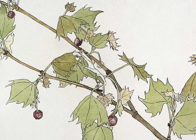 Sycamore