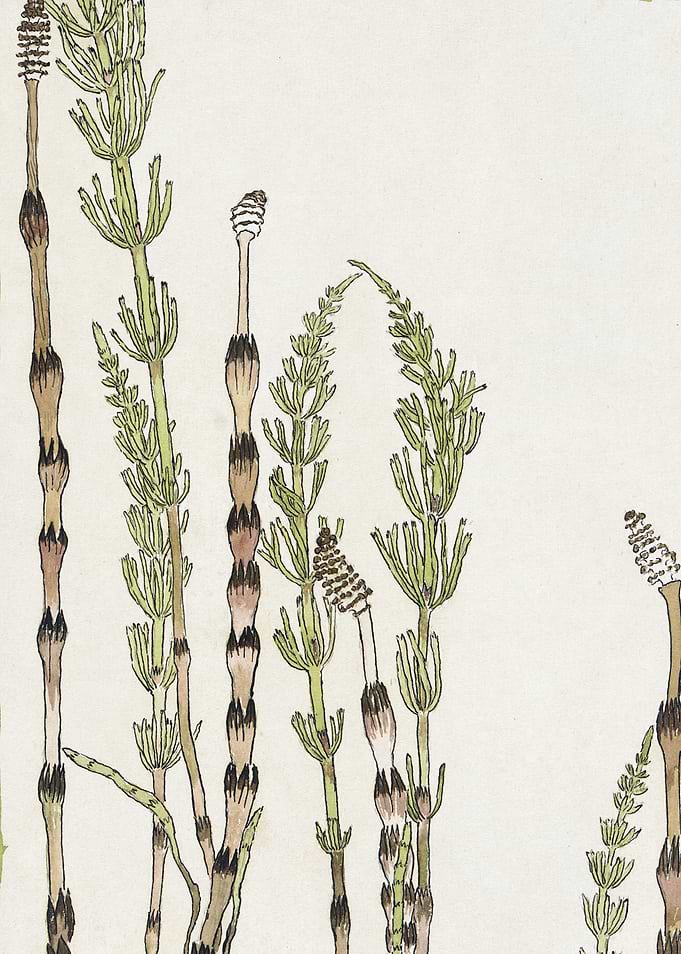 Horsetail Plant Illustration