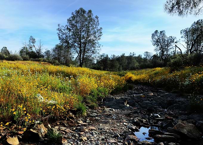 Wildflower Meadow and Rocky Stream