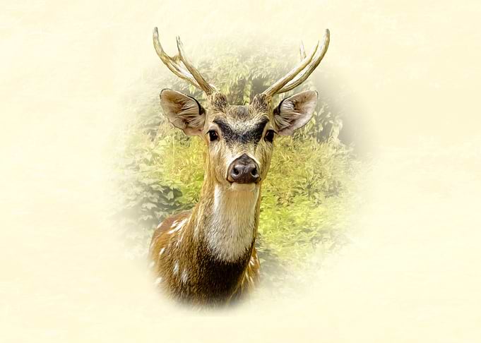 Spotted Deer Portrait
