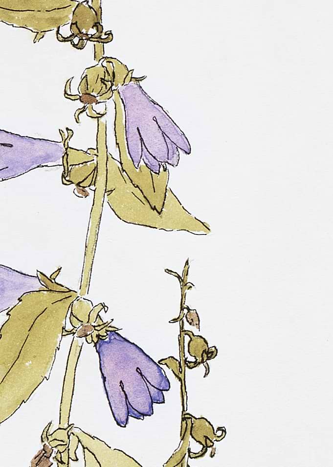 Watercolor Bellflower Illustration