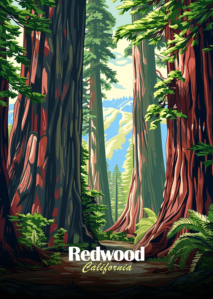 Redwood Forest California Illustration