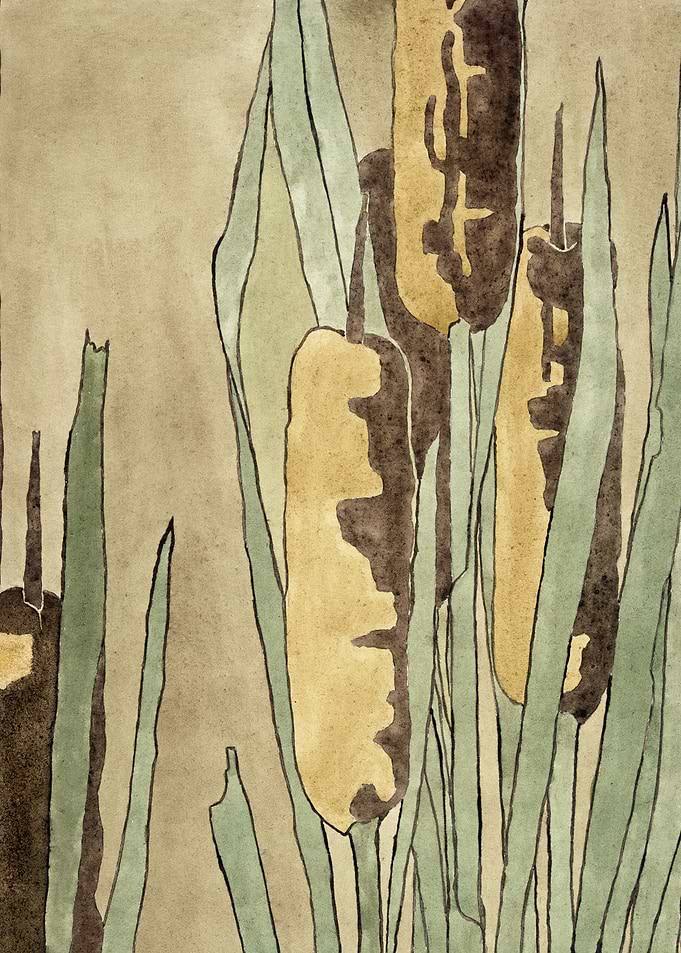 Watercolor Cattails and Reeds Illustration