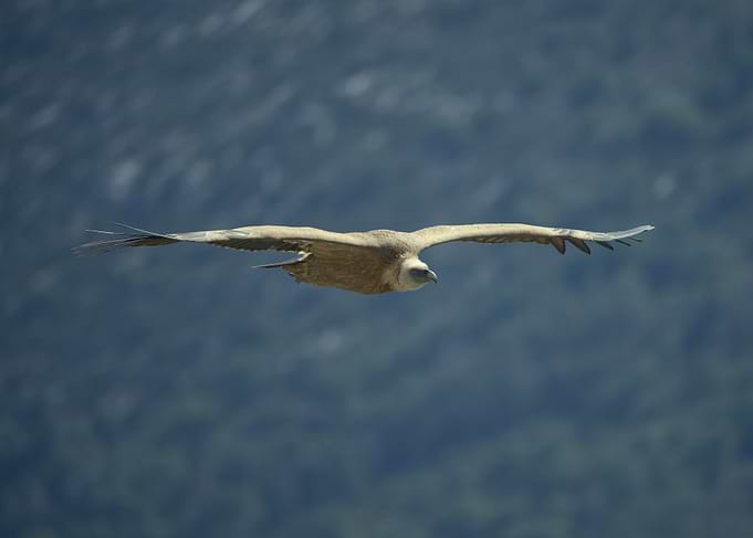 Griffon Vulture in Flight