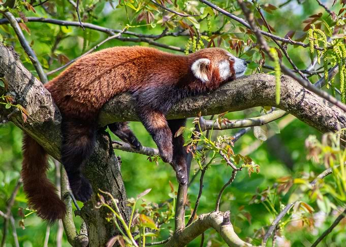 Red Panda Sleeping on Tree Branch