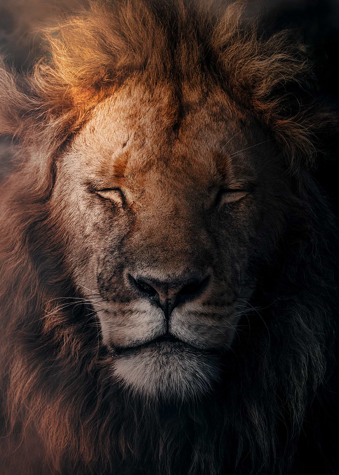 Lion Portrait with Closed Eyes