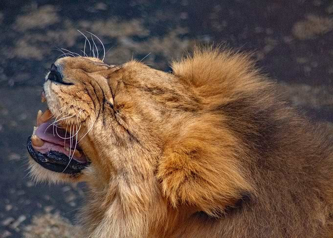 Roaring Lion Close-Up