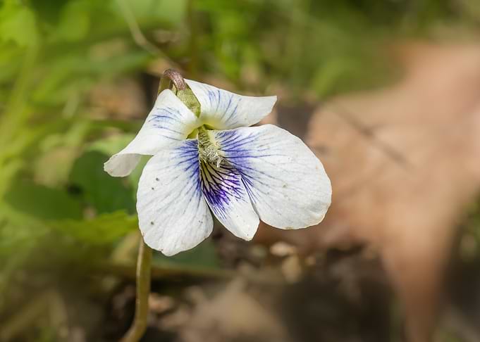 White and Purple Violet Flower Close-Up