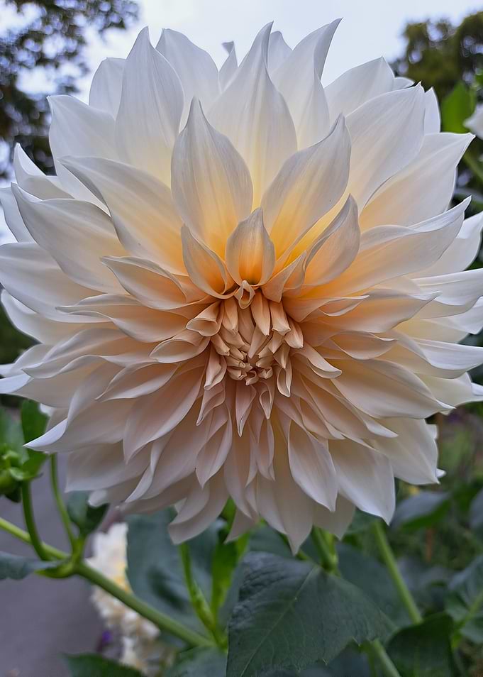 Cream Dahlia Flower Close-Up